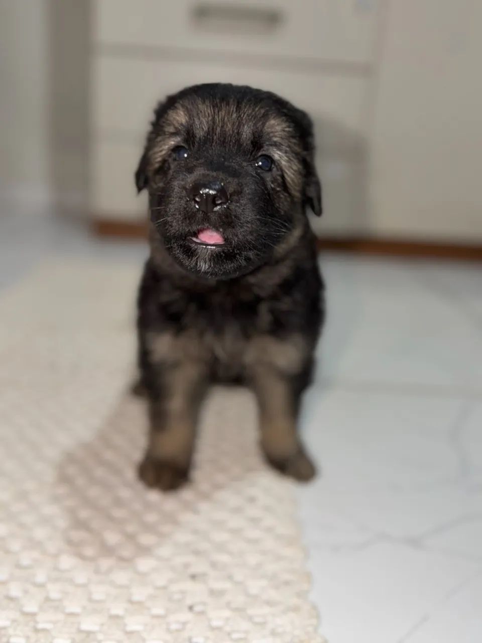 Cachorro 