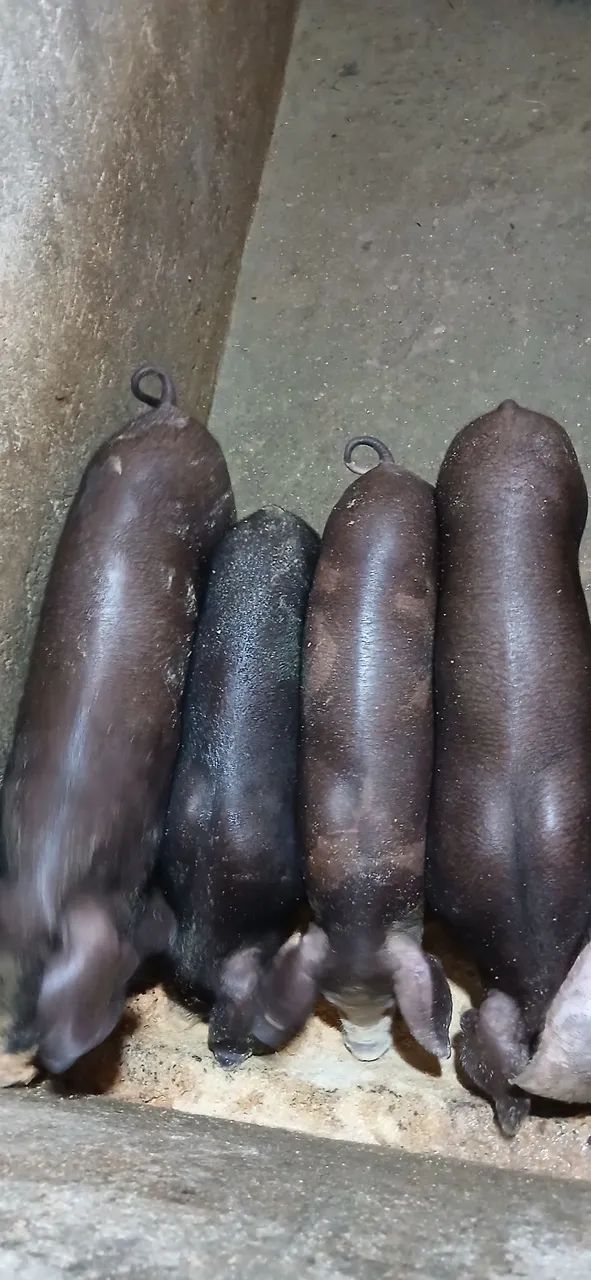 Leitoes caipira da Raça NILO 