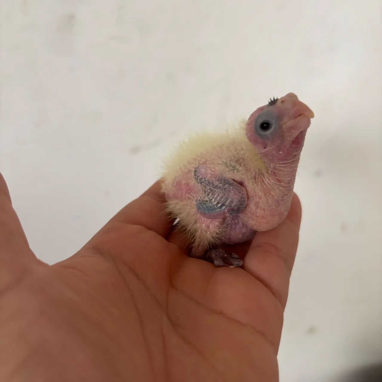 Interessados chamar no zap - Foto 2