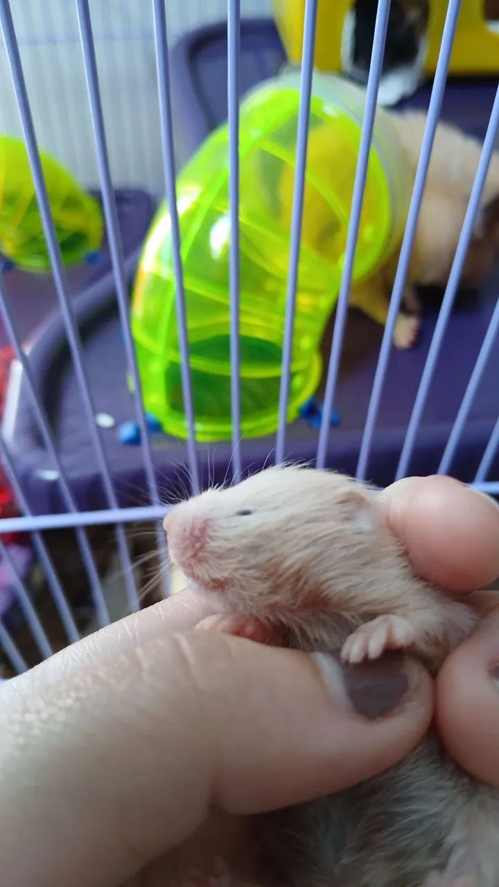 Doação de Hamsters Sírios - Foto 2