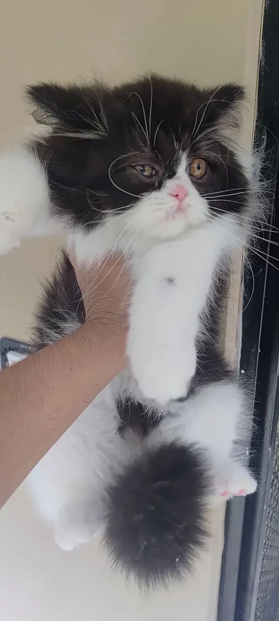 Persa a pronta entrega com 3 mês  - Foto 3