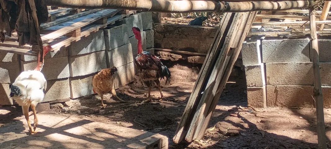 Frango caipira  - Foto 2