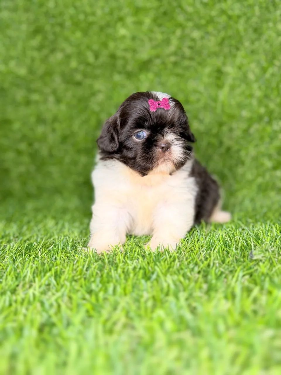 Shih tzu mini - Foto 2