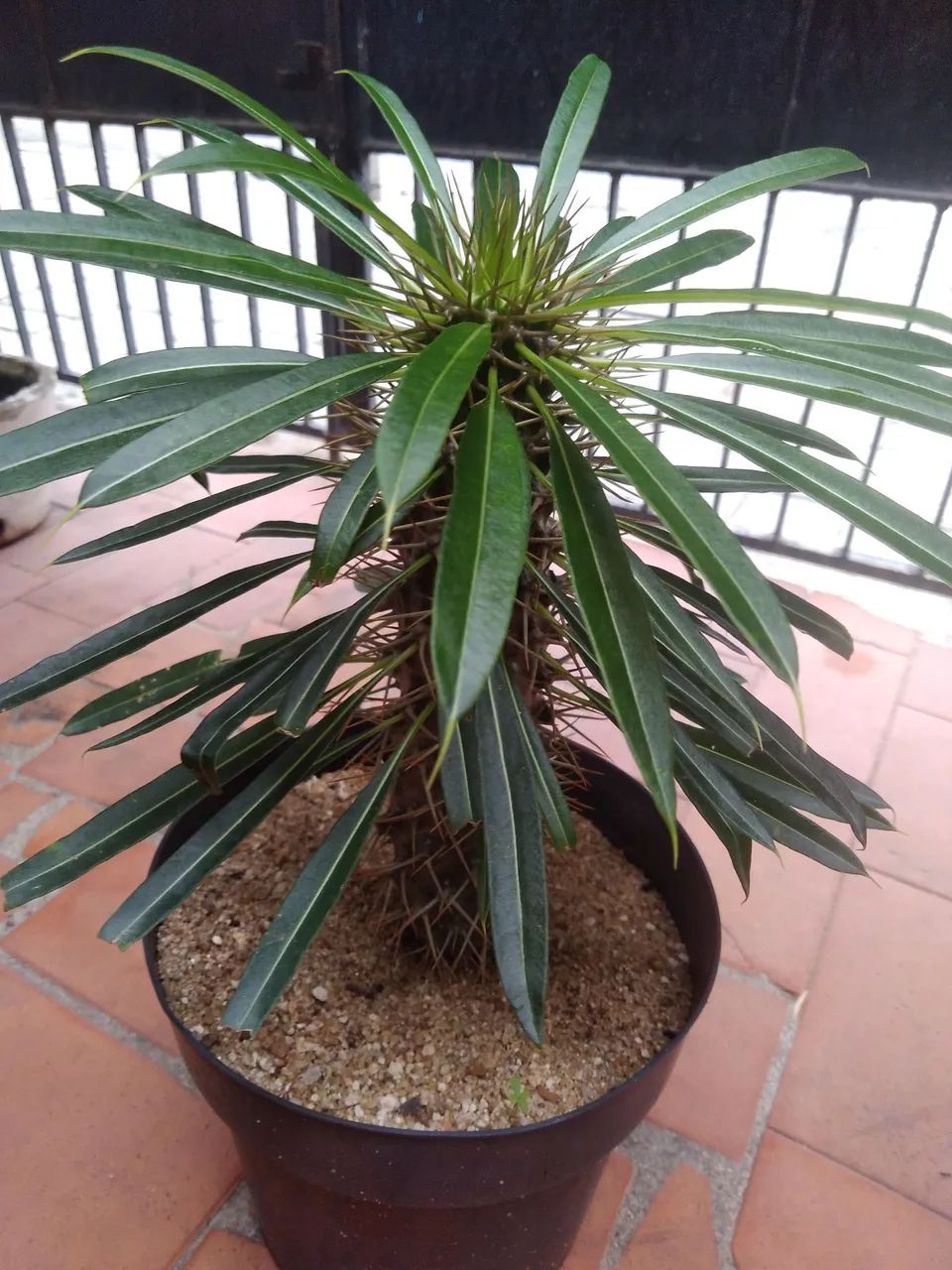 PALMEIRA DE MADAGASCAR  - Foto 2