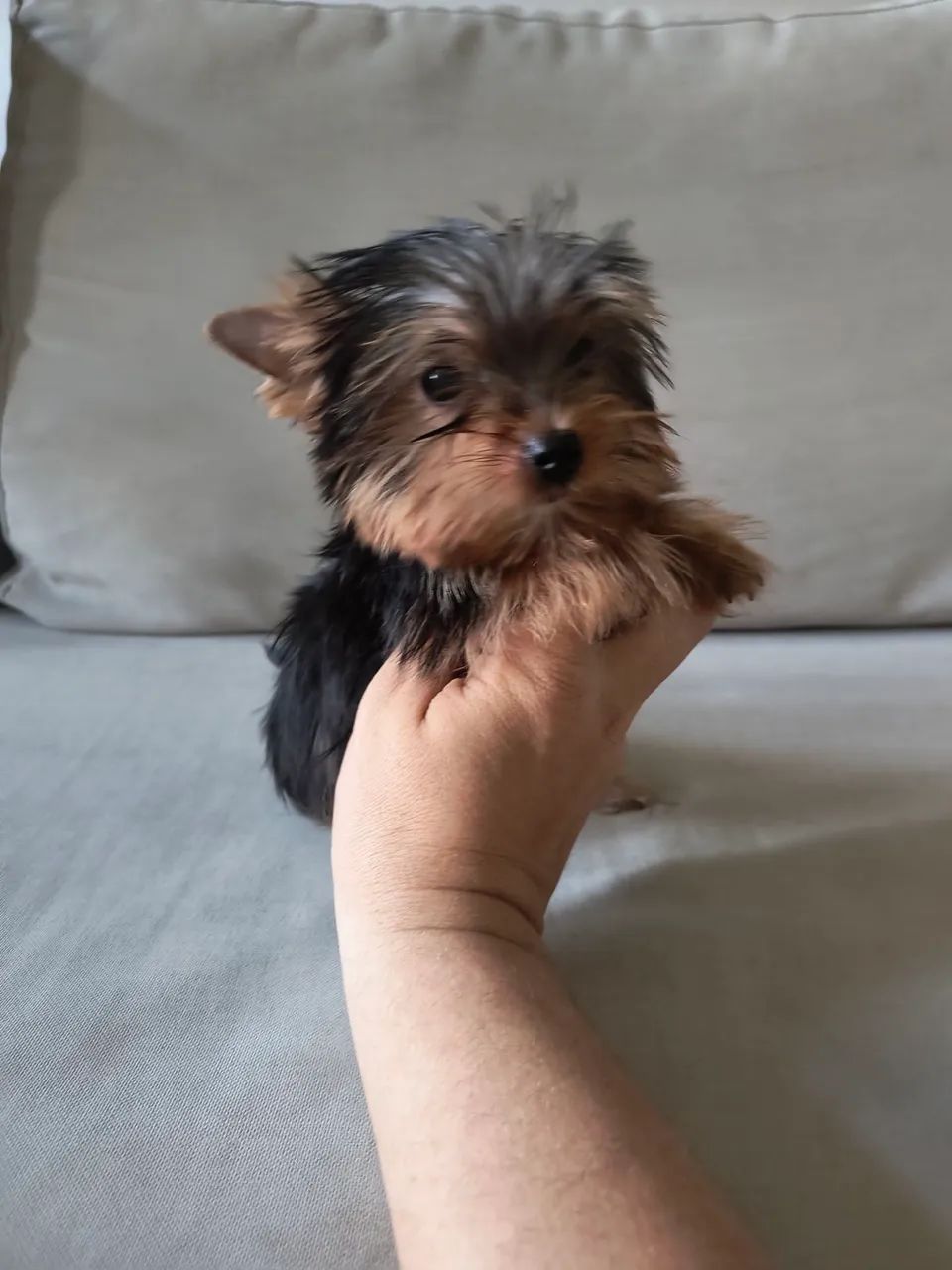 Yorkshire mini