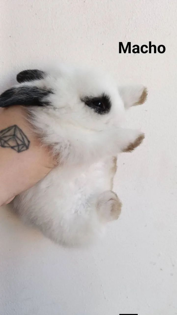 Lionhead coelho  - Foto 4