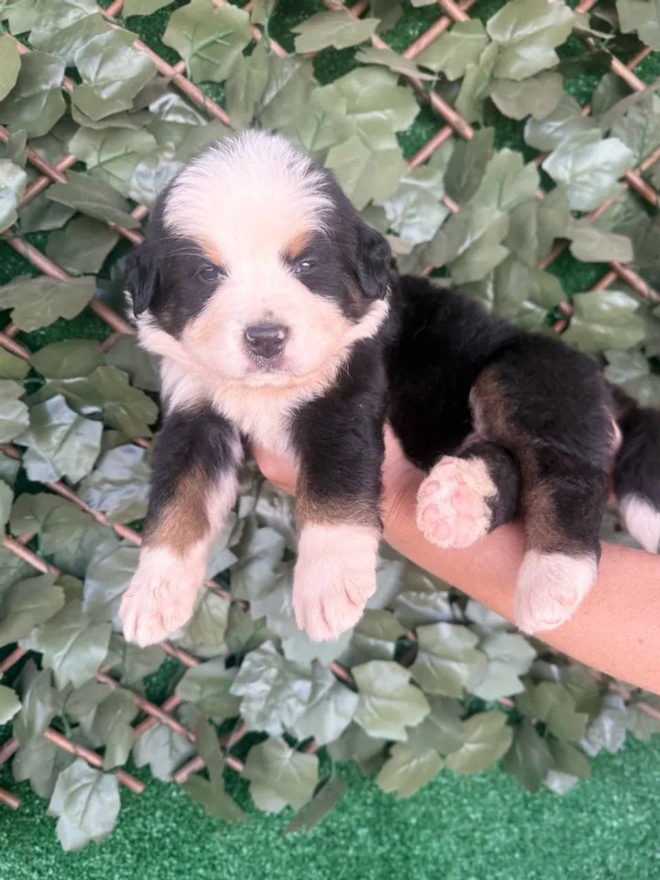 Bernese  - Foto 2