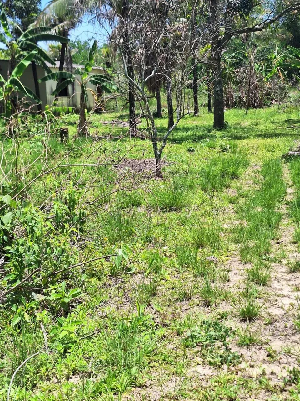 sítio com 14.000m² aproximadamente - Foto 5