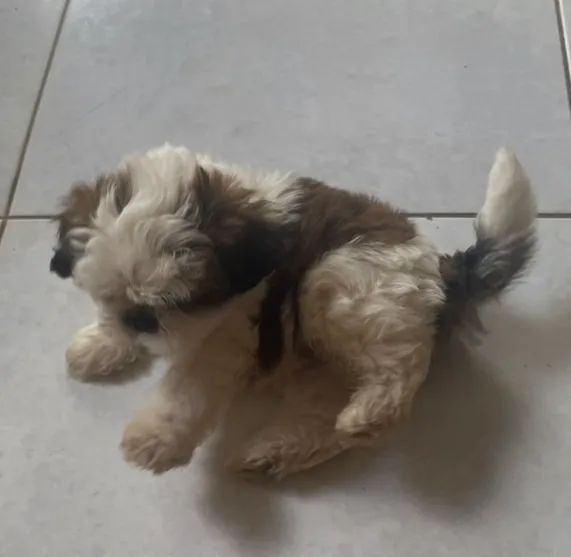 Cachorro shih tzu - Foto 4