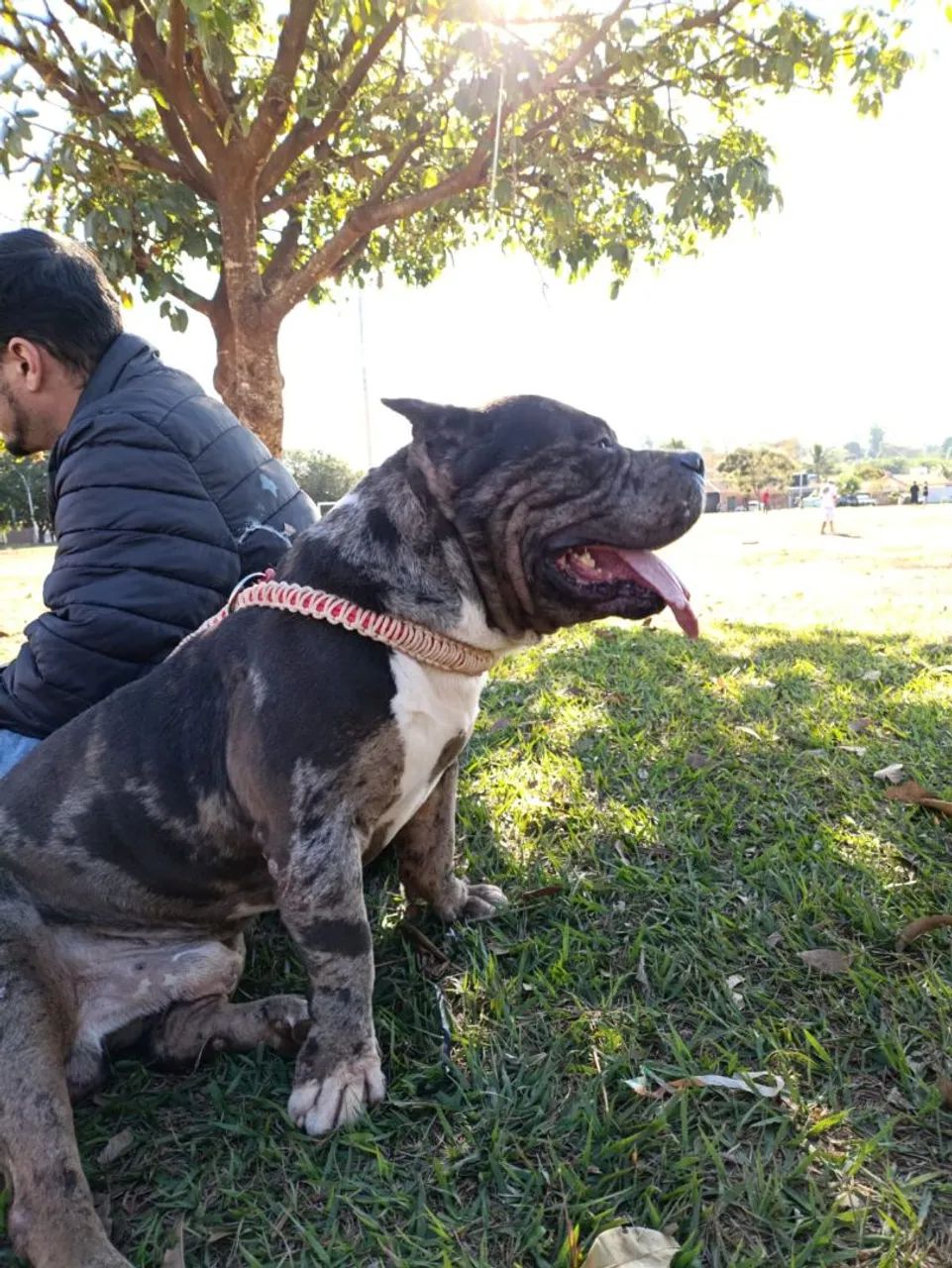 Cachorro  - Foto 2