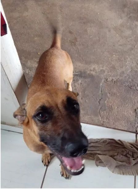 FILHOTES PASTOR MALINOIS - Foto 3
