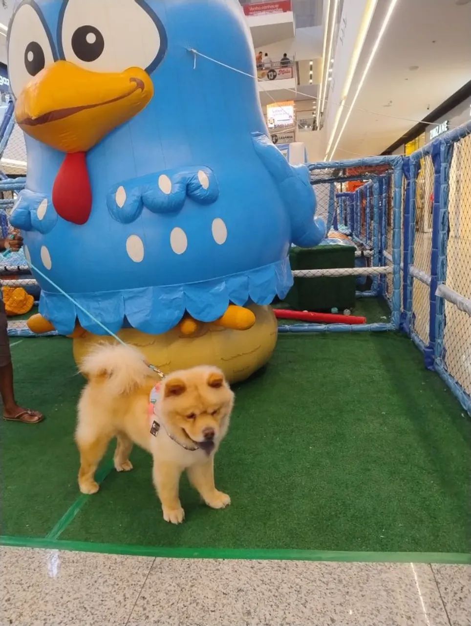 Cachorro chow-chow - Foto 3