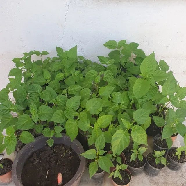 Pe de pimentas variados