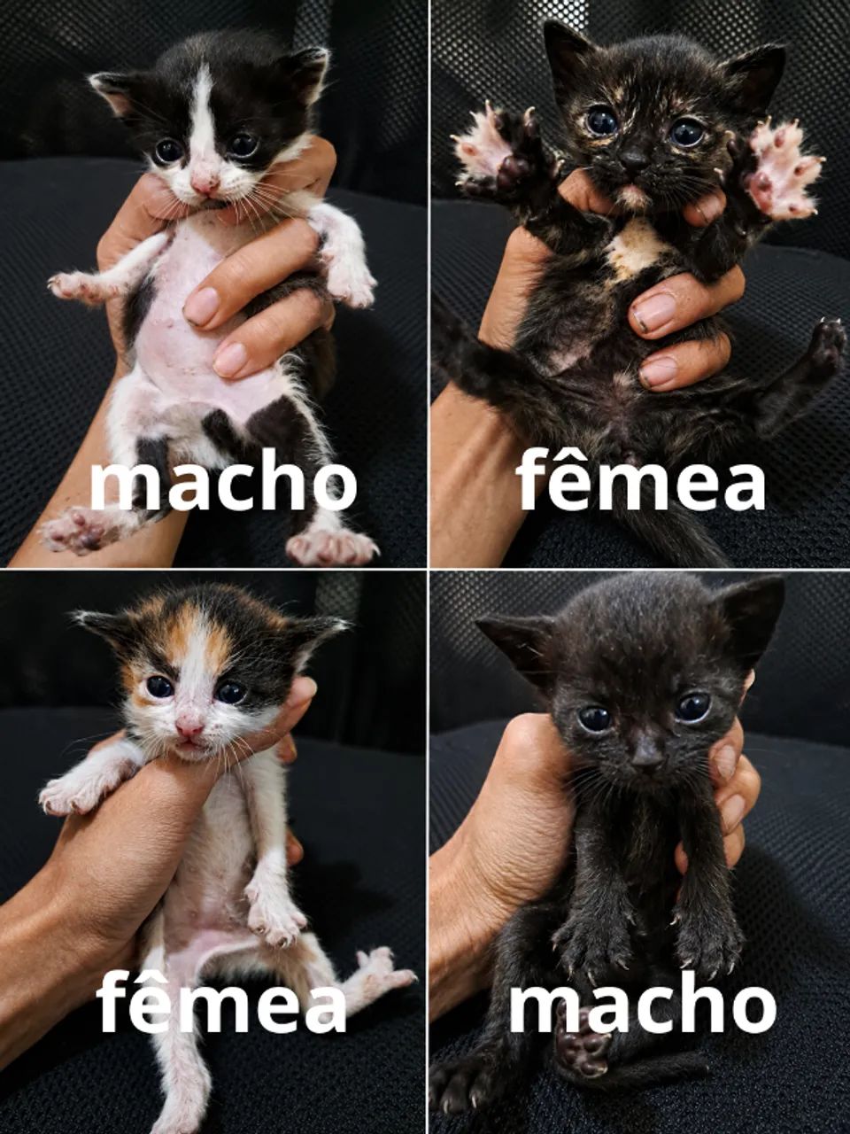 gatos - Foto 2