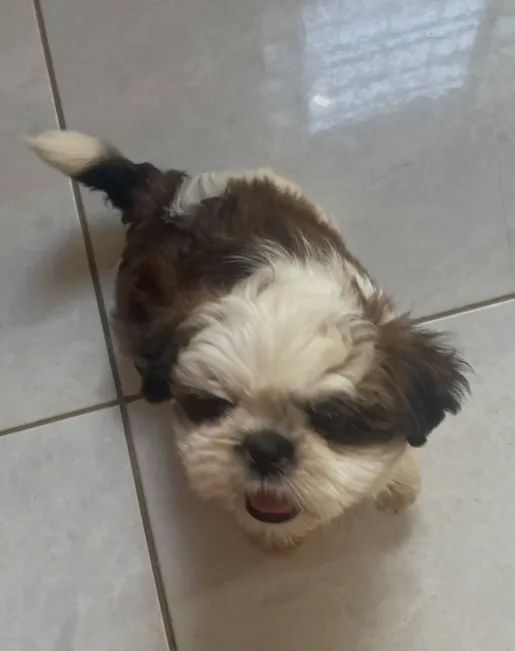 Cachorro shih tzu - Foto 3