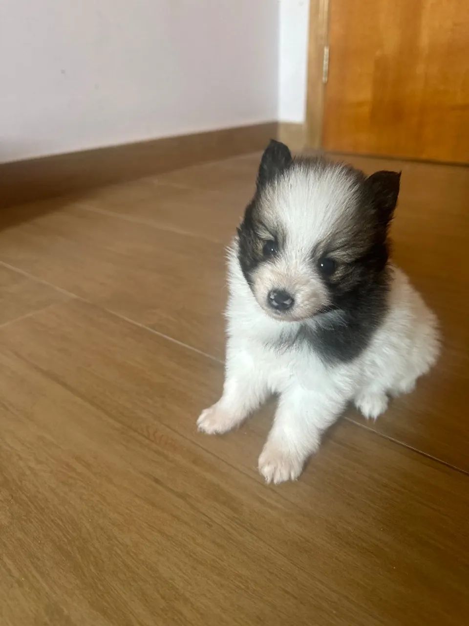 Spitz alemão mini 