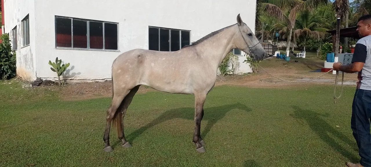 Potra mangalarga registrada  - Foto 3