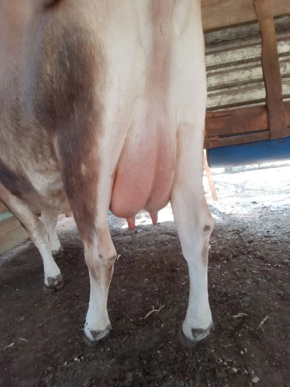 Vaca leiteira - Foto 5