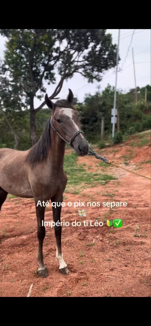 Potro filho do diamante do cardeal 1ano e meio 