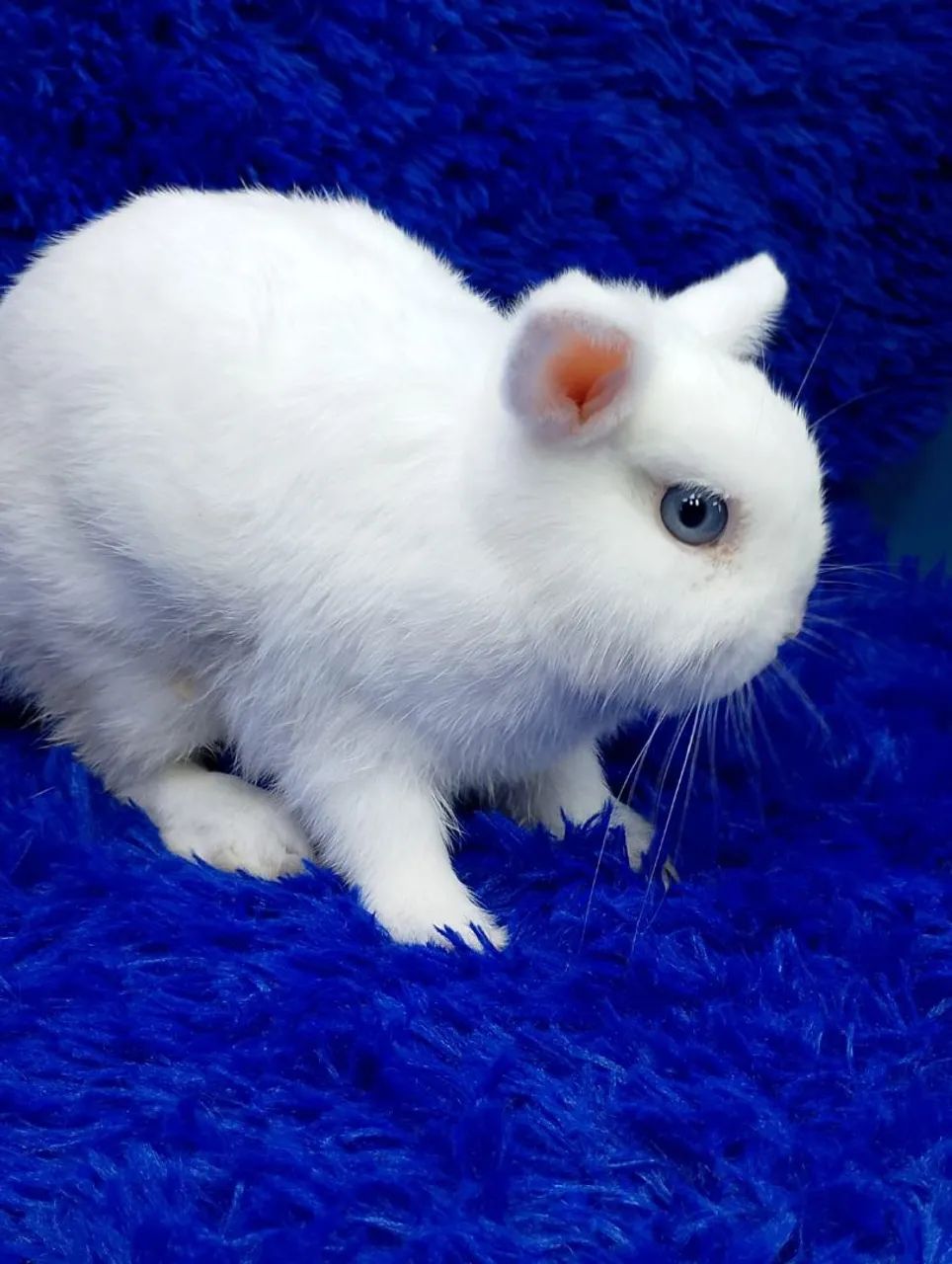 Os menores coelho do mundo,capa de revista 