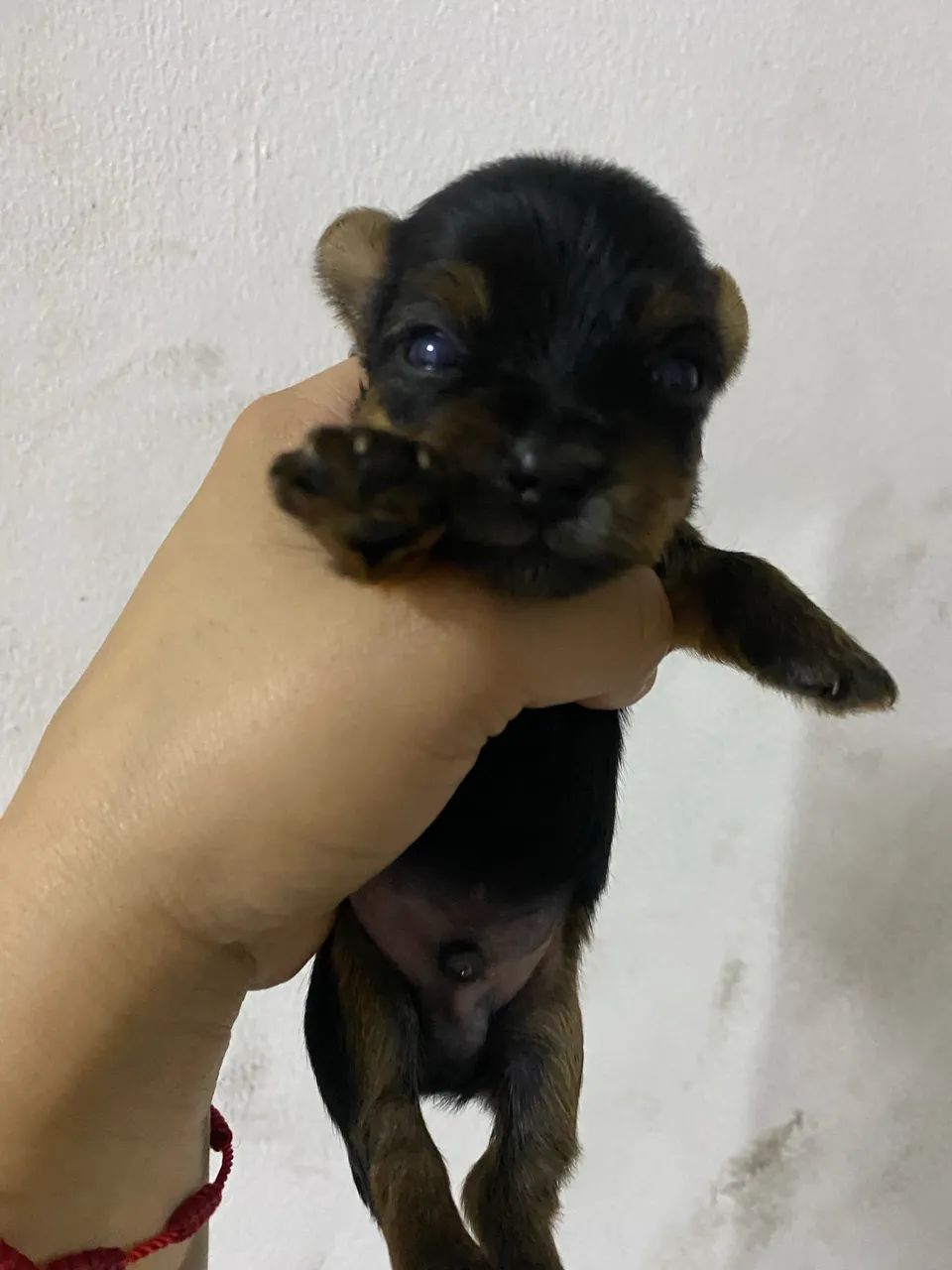 Filhote micro macho de Yorkshire  - Foto 2