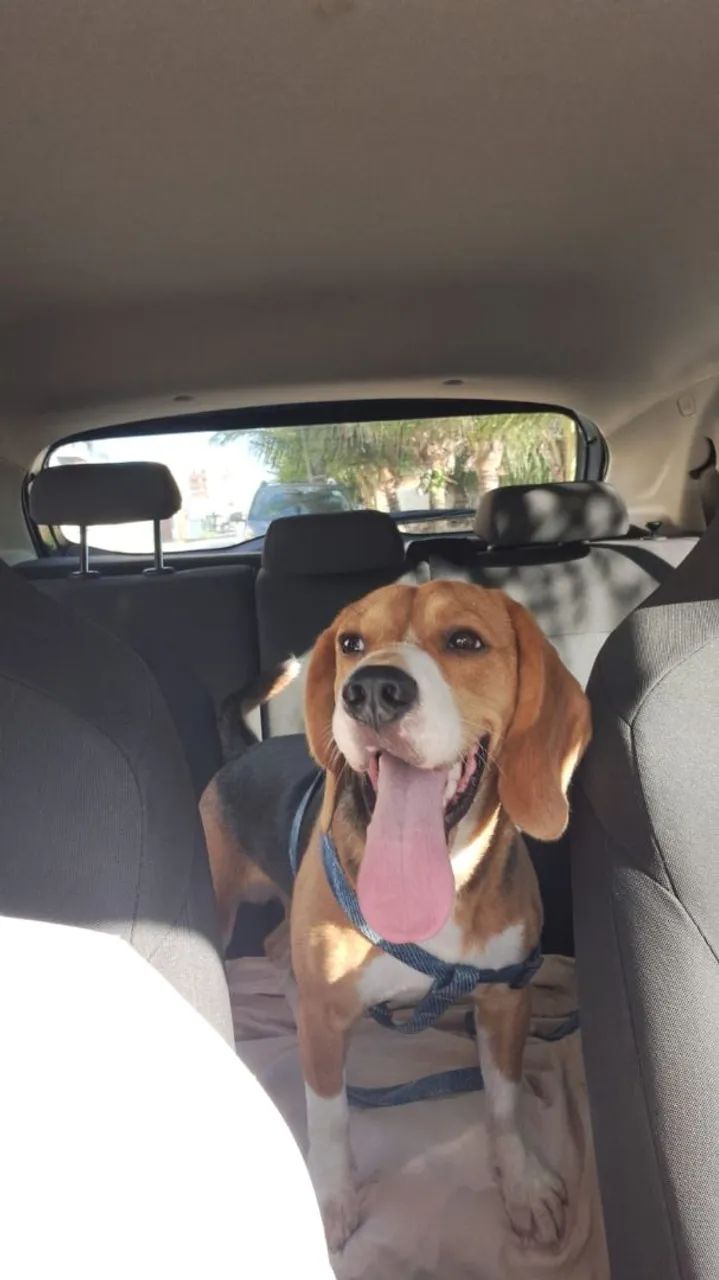 Beagle (Bento) Procura Namorada