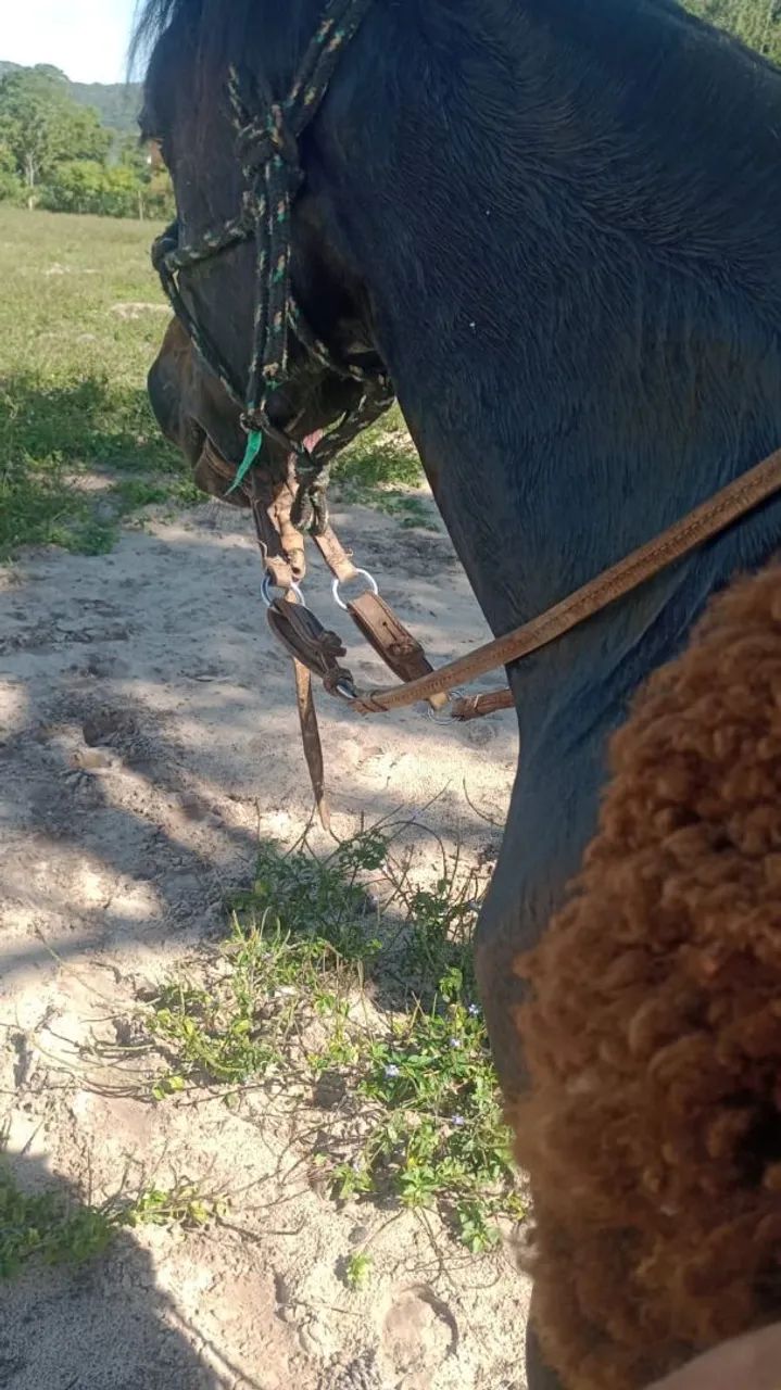 Égua crioula 4 anos na doma - Foto 3