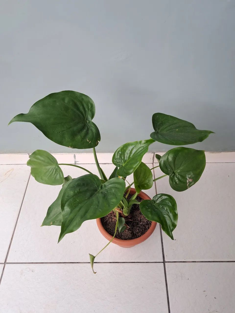 Planta  - Foto 2