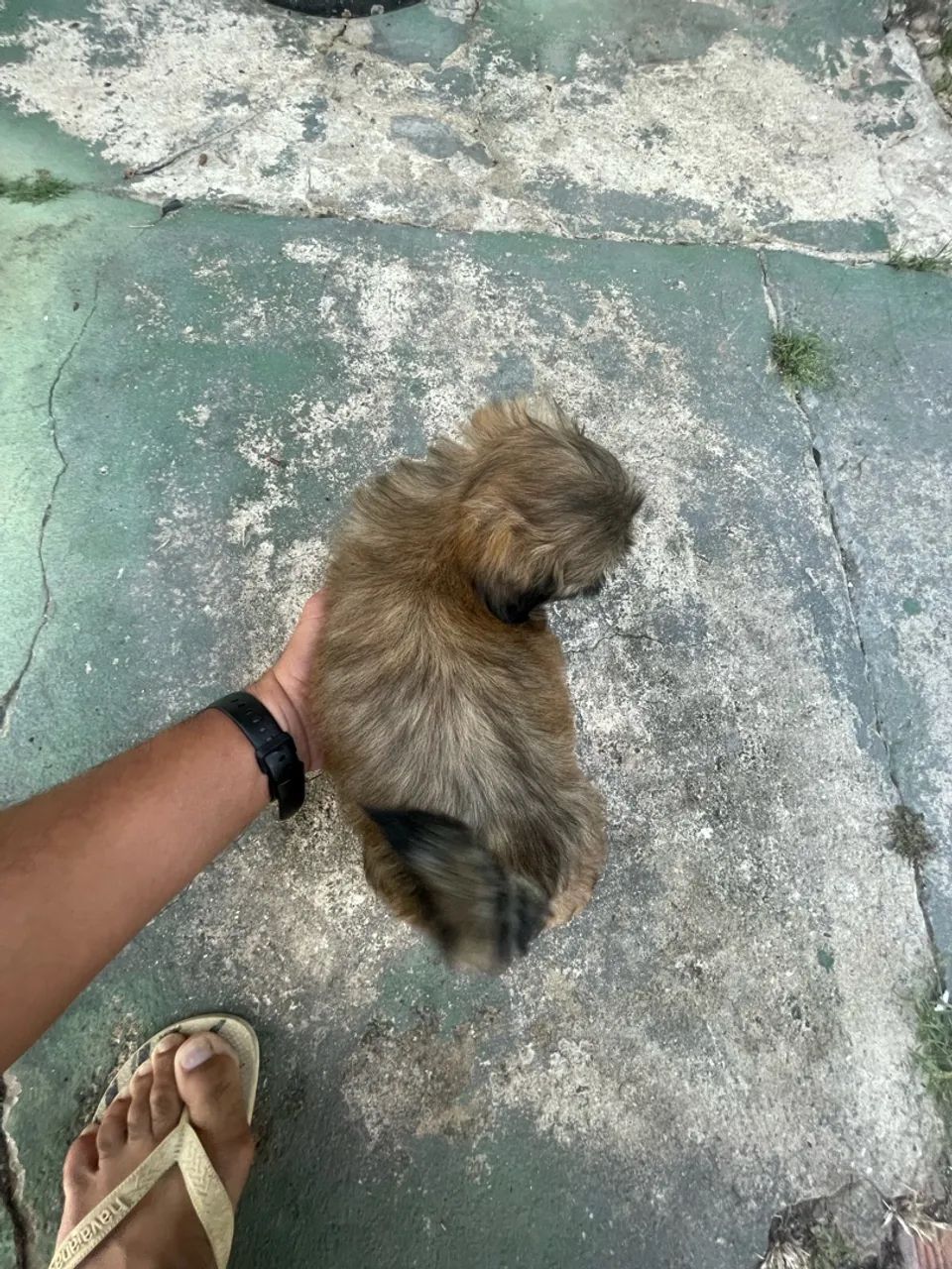 Shihtzu  - Foto 3