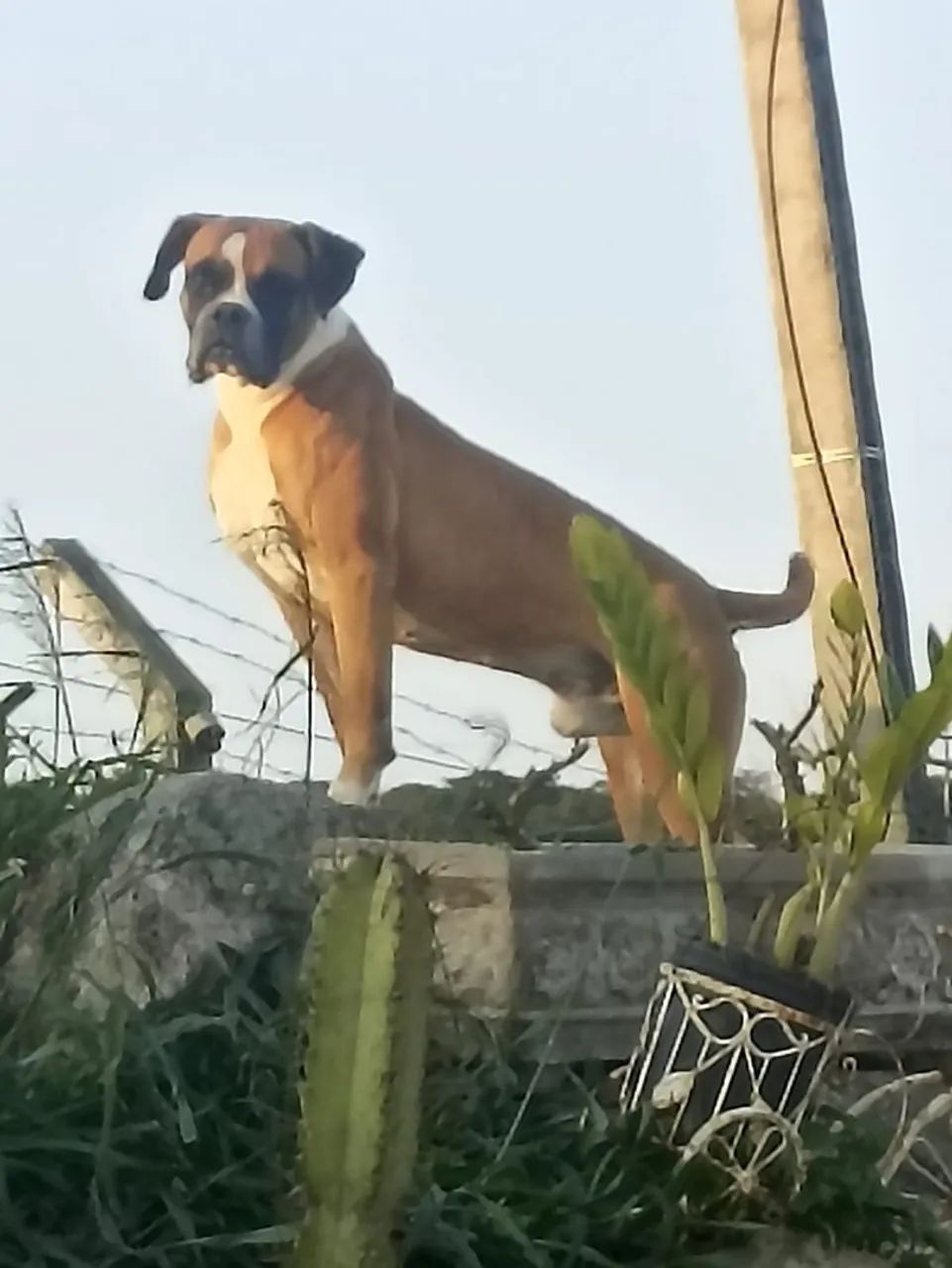Boxer branco  - Foto 4