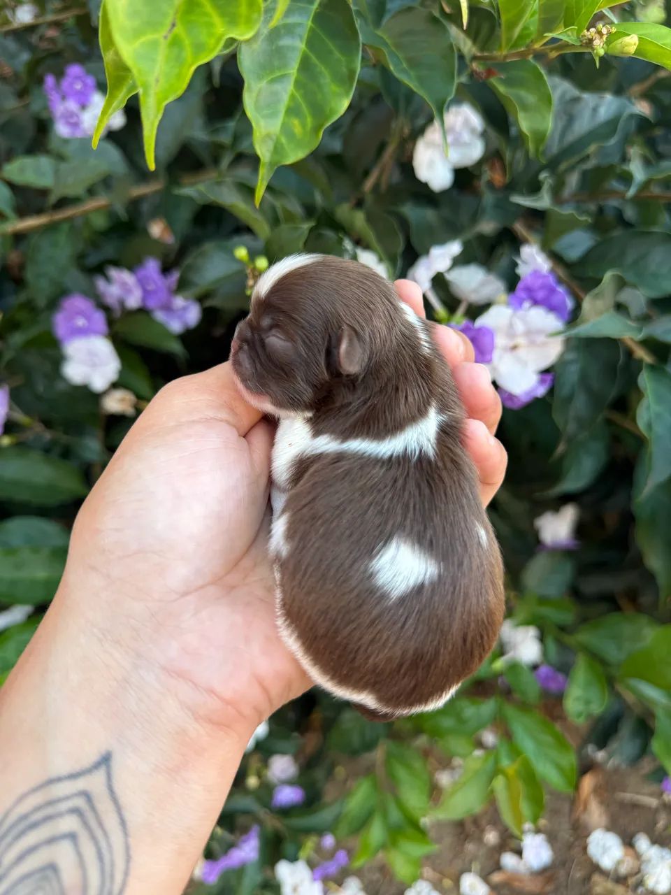 Babys Shih Tzu Disponíveis Para Reserva Parcelamos em 12x, @imperio_kennel  - Foto 5