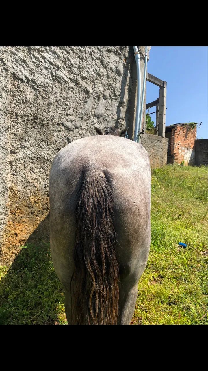 Vendo cavalo  - Foto 3