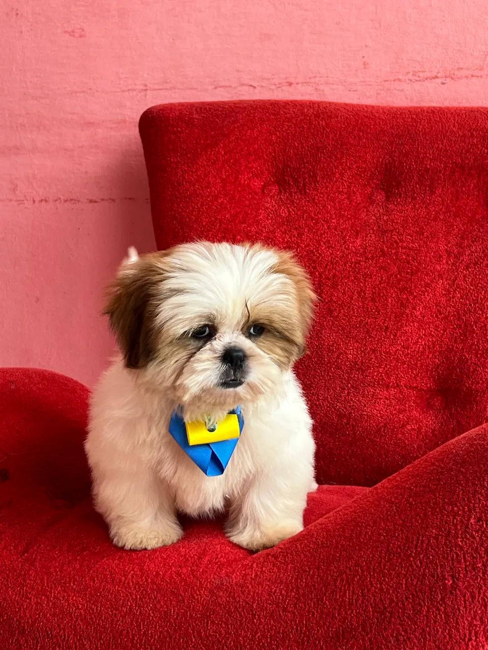 Cachorro  - Foto 2