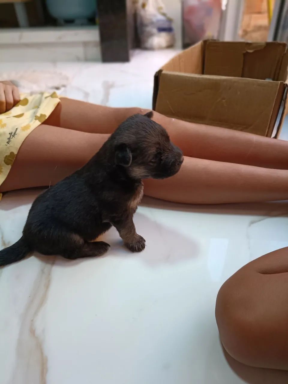 Pastores alemão  - Foto 2