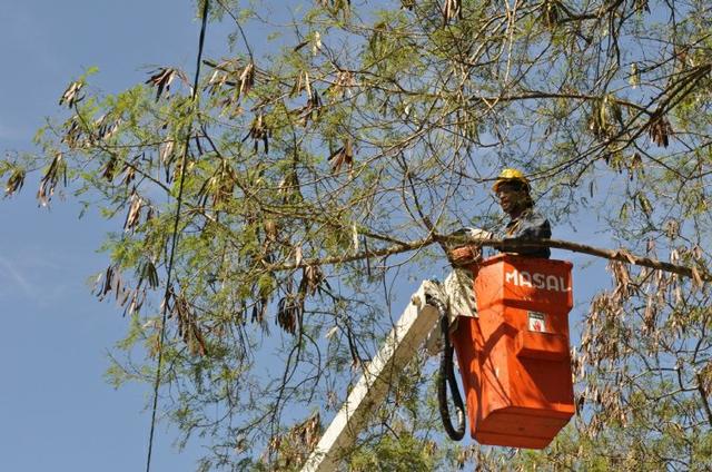 Corte e Poda de Árvores em Geral de Alta Complexidade - Foto 5