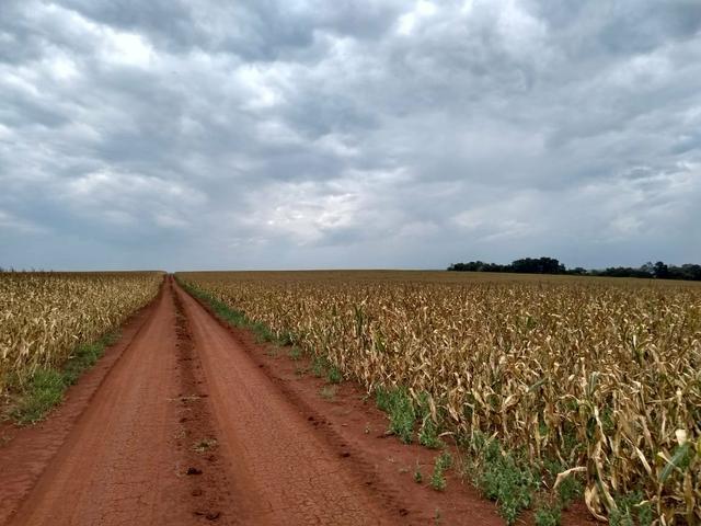 Fazenda de lavoura em Ponta Porã MS - Foto 7