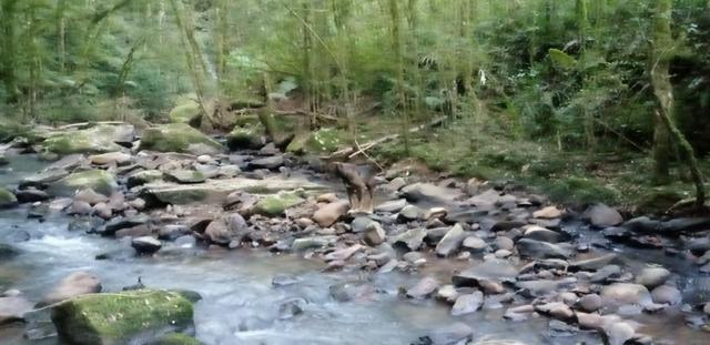 Chácara 3,2 Ha Fazenda Souza - Foto 6