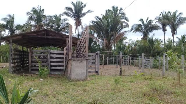 Vende-se Fazenda (abaixo o preço p vender logo) - Foto 7