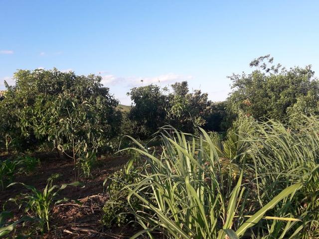 Fazenda - Conchas São Paulo - Foto 2