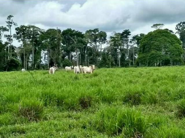 Colônia com 84 Hectares de terra Titulada - Foto 9