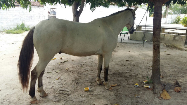 Cavalo Marcha Picada - Foto 2