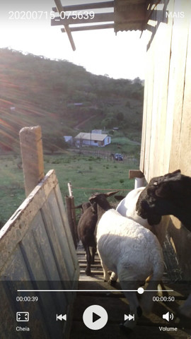 Carneiro Dorper - Foto 2