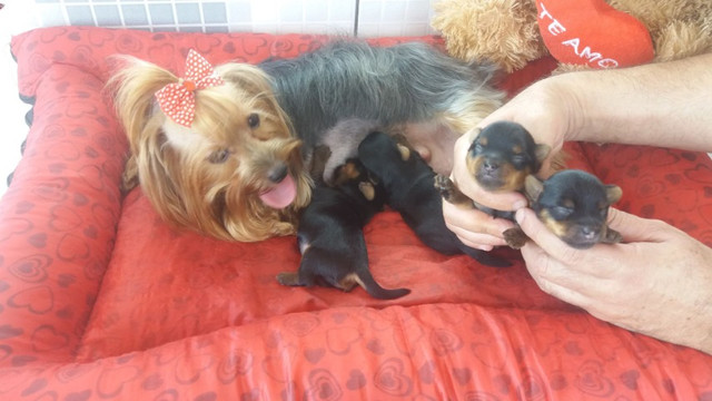 Yorksshire femea 2000 e macho 1000 parc 12 x tel * - Foto 3