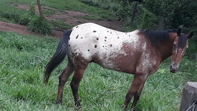 Vendo um cavalo.