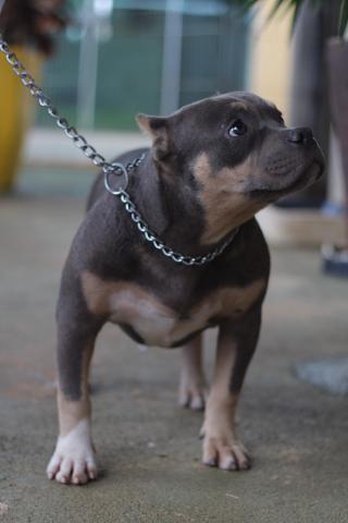 Filhote Macho American Bully - Foto 2
