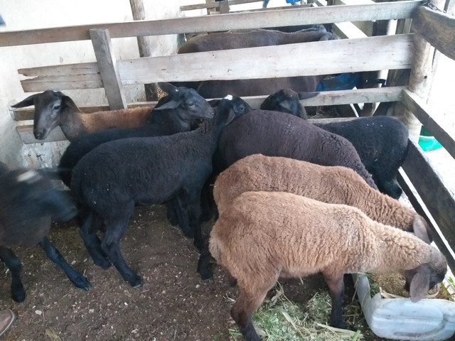 Carneiros santa Inês a venda cordeiros 300 reais cada 1 - Foto 6