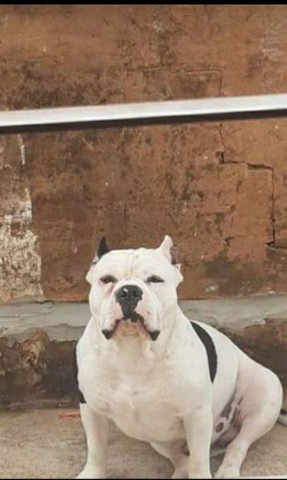 American bully , para cobertura