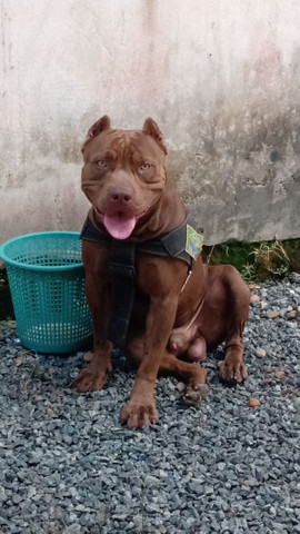 Pitbull apbt disponível