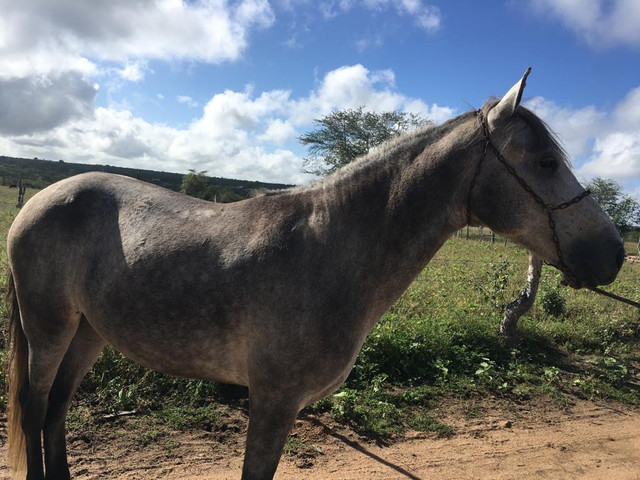 Cavalo Mangalarga Macha picada - Foto 6