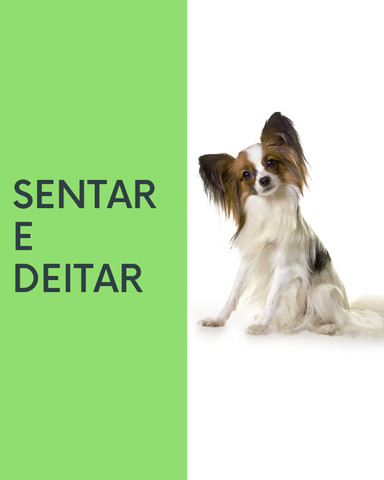 Guia passo a passo de adestramento de cães